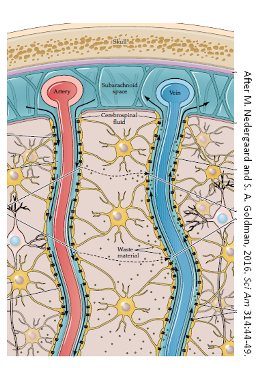Refer to the figure.   The dashed arrows in this figure represent what key process? A)  The vascular circulation of blood that maintains blood pressure B)  The glymphatic flow that provides protection from harmful substances in the brain C)  The regeneration of the choroid plexus. D)  The opening and closing of the aquaporins to waste material.