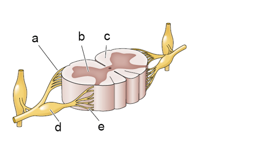 Refer to the figure.    Match each letter label (a-e) on the spinal cord section to the anatomical label (1-5). -_____ e. 1. Dorsal roots (sensory) 2. Dorsal root ganglion 3. Ventral roots (motor) 4. Gray matter 5. White matter