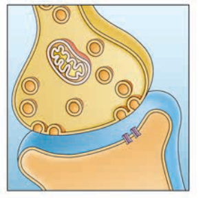 Refer to the figure, which illustrates the gap between two neurons.   Which level of analysis is pictured in the figure? A)  Neural systems B)  Circuit level C)  Synaptic level D)  Molecular level