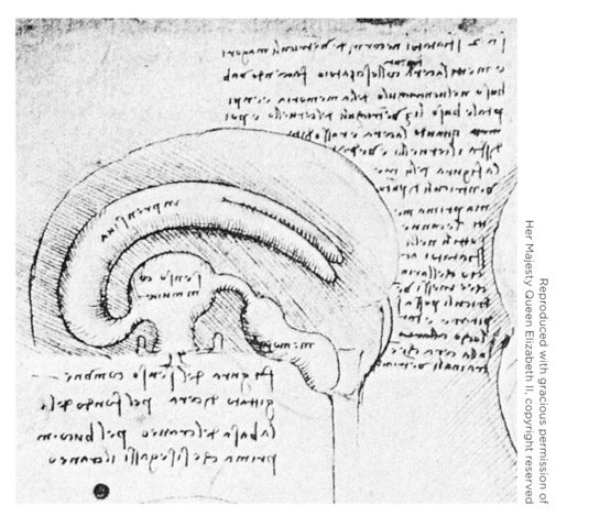 Refer to the figure.   Which statement accurately identifies the figure? A)  This is a page from the notes of Galen, the physician. B)  This is an accurate drawing of ventricles by da Vinci. C)  This is a drawing of an ox's ventricles by Michelangelo. D)  This is a drawing of the pineal gland from Descartes' notes.