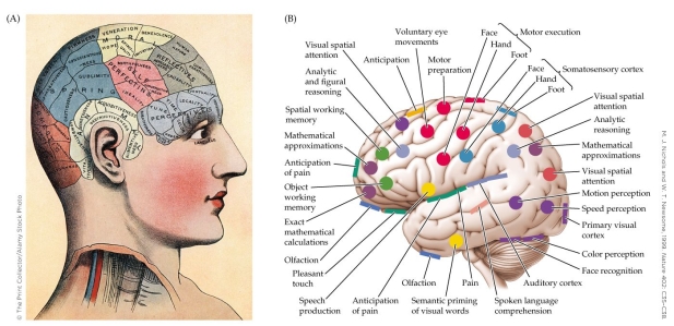 Refer to the figure.   Which statement accurately describes the information represented by the figure? A)  There is evidence that the brain functions as a whole. B)  Phrenology localizes areas of peak activation in the brain. C)  It is possible to determine a person's strengths from the shape of their head. D)  There is localization in the brain, but it does not reliably correspond to bumps on the head.