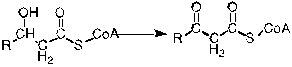 The following reaction requires the presence of _________.   A)  Carnitine B)  CoASH C)  NAD<sup>+</sup> D)  FAD E)  Water