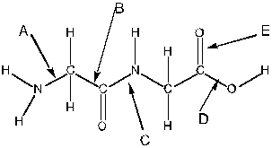 Consider the following molecule. Which arrow is pointing to a peptide bond?   A)  A B)  B C)  C D)  D E)  E