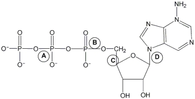 The hydrolysis of which bond in ATP yields energy to drive biochemical reactions in the cell?   A)  A B)  B C)  C D)  D