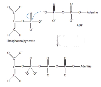 The reaction scheme shown here represents which one of the following reaction types?   A)  Condensation B)  Elimination C)  Hydrolysis D)  Hydration E)  Substitution