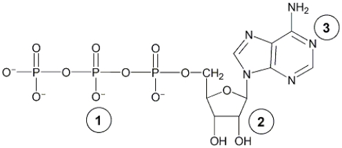 A nucleotide has the following general structure. What are the names of the components labeled 1-3 in this structure?   