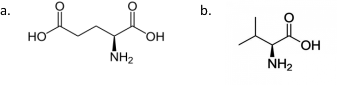Compare the following amino acids (a) and (b). Describe how they might cause a protein to have different properties.   