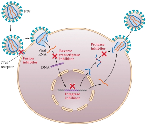 Refer to the figure.   The figure illustrates the sites of actions of various antiretroviral drugs used to treat HIV and AIDS. The fusion inhibitor, or entry inhibitor, acts at which point in the HIV replication cycle? A)  Before the virus enters the cell B)  Just as the virus enters the cell C)  Before the viral RNA is copied to DNA D)  Before the viral DNA is inserted into the host cell E)  Before new viral proteins are cut into short, functional lengths