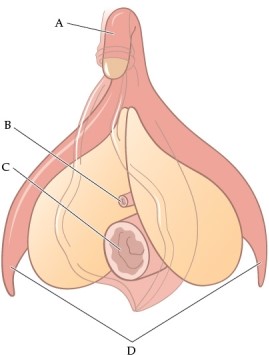 Refer to the figure.   The correct labels for the lettered structures are A)  A: clitoral glans; B: vagina; C: anus; D: clitoral crura B)  A: clitoral glans; B: anus; C: vagina; D: inner labia C)  A: clitoral hood; B: urethra; C: vagina; D: corpora cavernosa D)  A: clitoral shaft; B: urethra; C: vagina; D: clitoral crura E)  A: clitoral shaft; B: urethra; C: vulva; D: perineum