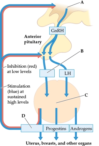 Refer to the figure.   This diagram is of the feedback loop that controls female hormone production. The correct labels for the lettered structures and hormones are A)  A: hypothalamus; B: oxytocin; C: ovary; D: gonadotropins B)  A: thalamus; B: releasing hormones; C: ovary; D: gonadotropins C)  A: posterior pituitary gland; B: oxytocin; C: ovum; D: releasing hormones D)  A: posterior pituitary gland; B: testosterone; C: ovum; D: releasing hormones E)  A: hypothalamus; B: follicle-stimulating hormone (FSH) ; C: ovary; D: estrogens