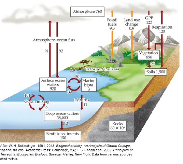 Refer to the figure.   This figure is of the global carbon cycle. (Note: Boxes represent major pools of C, measured in petagrams [1 Pg = 10<sup>15</sup> g]. Arrows represent major fluxes of C, measured in Pg per year; anthropogenic fluxes are shown in orange.) What is the net flux of carbon to the atmosphere? A)  ‒4 Pg B)  1.7 Pg C)  6.4 Pg D)  8.7 Pg