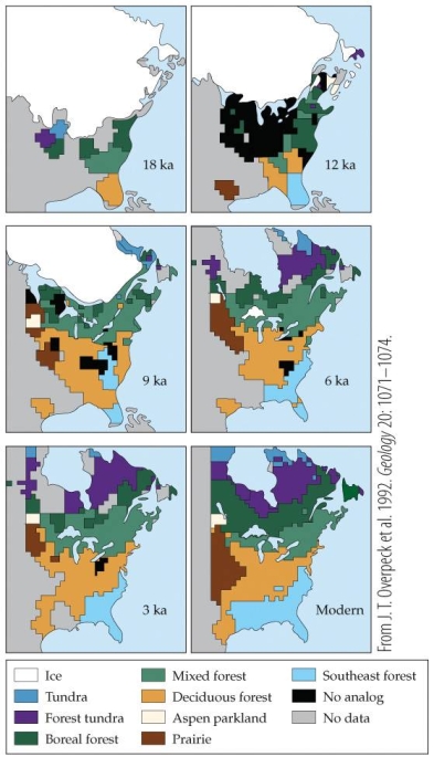 Refer to the figure.   - This vegetation reconstruction shows major shifts in plant communities since the last glacial maximum 18,000 years ago. Why was there so much  No analog  community for much of the past 18,000 years? A)  Species were evolving in response to changes in climate. B)  Thermal tolerance between plant species produced novel communities. C)  Unique climate conditions during the transition from the last glacial maxima produce unique plant communities. D)  Dispersal ability in response to a changing environment produced novel communities.