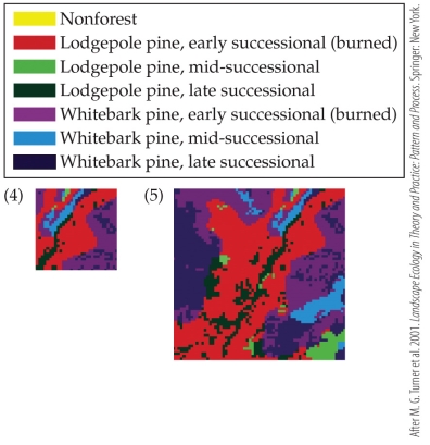 Refer to the figure.   In Panel 4, the _______ is _______ than it is in Panel 5. A)  grain; smaller B)  grain; larger C)  extent; smaller D)  structure; smaller
