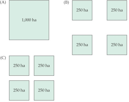 Refer to the figure.   In the figure, what is the correct ranking, from best to worst, of these three arrangements of core natural areas in terms of their value as conservation sites? A)  A is better than B, which is better than C. B)  A is better than C, which is better than B. C)  B is better than A, which is better than C. D)  C is better than A, which is better than B.