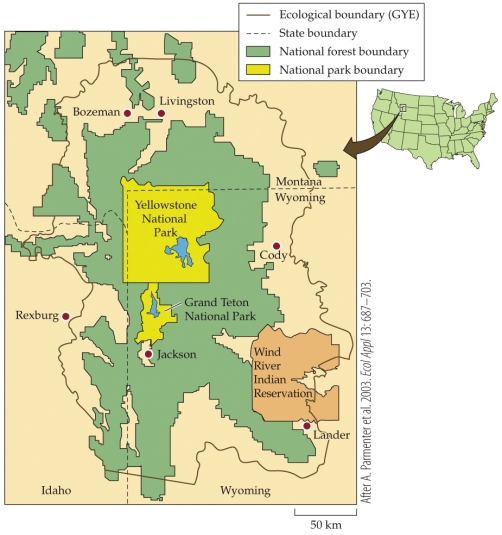 Refer to the figure.   Yellowstone is considered a highly effective biological reserve because of which of the following combinations of characteristics? A)  It is large, has buffer zones, and is compact in its shape. B)  It is small, has buffer zones, and is linear in its shape. C)  It is small, lacks buffer zones, and is linear in shape. D)  It is large, lacks buffer zones, and is compact in its shape.
