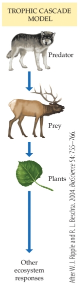 Refer to the figure.   When wolves first returned to Yellowstone, coyote populations were reduced by nearly 50%. What impact do you think this would have had, for example, on foxes? A)  They would be driven to extinction. B)  Their population would remain unchanged, as wolves were killing coyote, not foxes. C)  Their population would increase due to less competition from coyote for small mammals. D)  Their population would be reduced similarly to that of the coyotes.