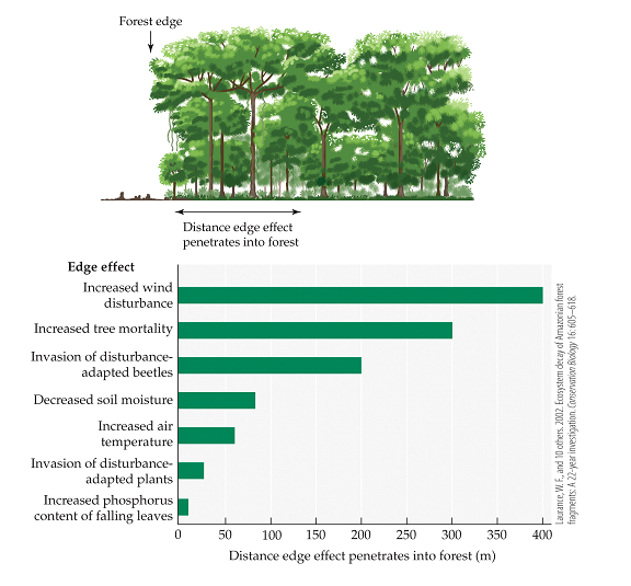 Refer to the figure.   The figure shows the persistence of edge effects in Amazon rainforest fragments. Suppose a forest fragment is 500 m × 500 m. What fraction of the fragment would experience decreased relative humidity due to edge effects? A)  1/25 B)  4/25 C)  16/25 D)  20/25