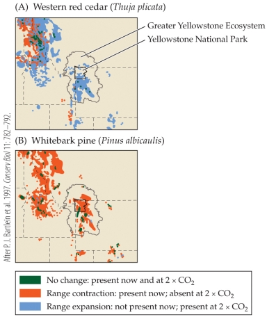Refer to the figure.   The figure shows the projected changes in distribution of two tree species if carbon dioxide concentrations double. What would the most widespread effect be on western red cedar after such an increase in carbon dioxide? A)  No change B)  Range expansion C)  Range contraction D)  Extinction