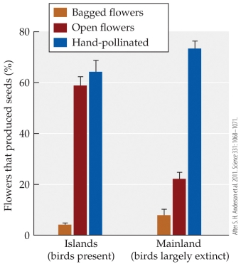 Refer to the figure.   The figure documents the effects of the loss of bird pollinators on reproductive success in a New Zealand shrub. In this study, bagged flowers allow only self-pollination, open flowers allow bird pollination, and humans carry out hand pollination. Reproductive success occurs when flowers produce seeds. This study suggests that pollination by birds A)  is essential for reproductive success. B)  strongly increases reproductive success. C)  strongly decreases reproductive success. D)  has little or no effect on reproductive success.