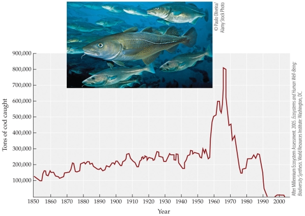 Refer to the figure.   The figure shows the tons of cod caught off Newfoundland, Canada over 150 years. The spike in catch during the 1960s and 1970s, followed by the collapse of the fishery in the 1990s could be considered evidence of A)  overexploitation of an economically important species. B)  the devastating effect of bycatch on an important fishery. C)  the result of severe ocean pollution beginning in the 1960s. D)  the ability of a species to recover from a collapse.