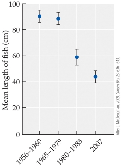 Refer to the figure.   The figure shows the change in size (mean length)  of predatory marine fish caught as trophy fish over a period of years off of Key West, Florida. What happened to the size of fish during this time? A)  Size remained stable throughout the time period. B)  Size decreased throughout the time period. C)  Size remained stable until about 1980 and then increased. D)  Size remained stable until about 1980 and then decreased.