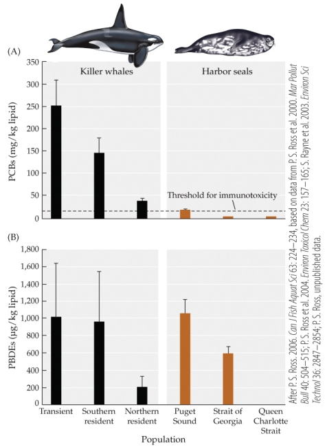 Refer to the figure.   The top figure shows concentrations of PCBs in killer whales and harbor seals at several locations. The bottom figure shows concentrations of PBDEs in both groups of mammals. These persistent organic chemicals build up in animal tissues and disrupt their endocrine systems, including reproductive systems. What is the most reasonable conclusion that can be drawn regarding the effect of these chemicals based on the data in these figures? A)  The levels of both types of chemicals have been high, but are now decreasing. B)  The levels of both types of chemicals vary by population, but some are dangerously high. C)  The levels of both types of chemicals are often high, but never dangerously so. D)  In most cases, harbor seals appear to concentrate and remove the chemicals, where killer whales do not.