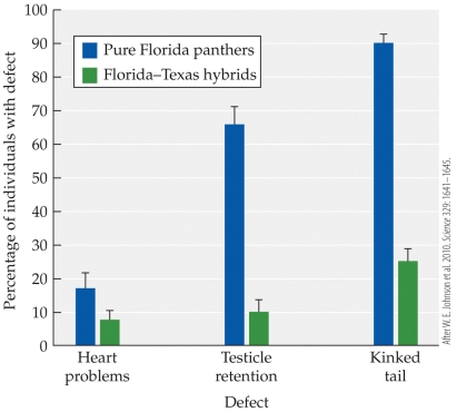 Refer to the figure.   The figure depicts the results of a study of the attempted genetic rescue of the Florida panther by importing eight females from a Texas population. How did the hybridization of these two subspecies affect the occurrence of the three measured genetic defects? A)  All defects increased significantly after hybridization. B)  All defects decreased significantly after hybridization. C)  All defects decreased, but decreases were too small to be significant. D)  Testicular retention and kinked tail decreased, but heart problems remained about the same.