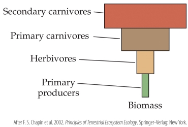<strong>Refer to the figure.   The figure is an example of an inverted _______ pyramid, which is most likely to be found in a(n) _______ ecosystem.</strong> A) biomass; aquatic B) biomass; terrestrial C) energy; aquatic D) energy; terrestrial <div style=padding-top: 35px> 