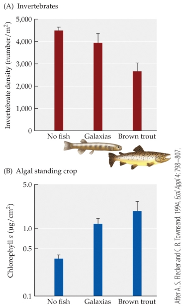 Refer to the figure.   Based on Flecker and Townsend's experiment, a stream with an invertebrate density of 4000/m<sup>2</sup> would have a Chlorophyll a level closest to _______ ug/cm<sup>2</sup> and contain _______. A)  2.5; brown trout B)  1.2; no fish C)  0.4; no fish D)  1.2; Galaxias