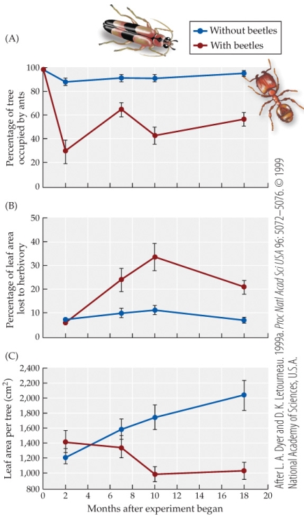 <strong>Refer to the figure.   The percentage of leaf area per tree without beetles would be _______ the percentage of leaf area per tree with beetles at 4 months.</strong> A) more than B) less than C) equal to D) inverted relative to <div style=padding-top: 35px> 