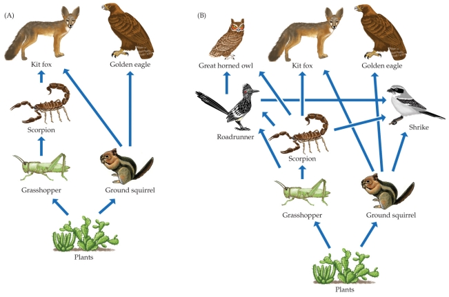 Refer to the figure.   Which statement about the scorpion in the food web is false? A)  Scorpions are consumed by the great horned owl. B)  Scorpions consume grasshoppers. C)  Scorpions are on the same trophic level as roadrunners. D)  The scorpions' removal from the food web would impact golden eagles directly.