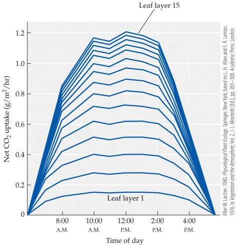 Refer to the figure.   The figure shows CO<sub>2</sub> uptake by various leaf layers in a tropical forest.  -If a native forest with 15 leaf layers is replaced with a palm oil plantation that has 3 leaf layers, there will be a(n)  _______ of _______ maximum net CO<sub>2</sub> uptake because of ________. A)  decrease; 0.7 g/m<sup>2</sup>/hr; a reduction in net photosynthesis due to fewer leaves B)  decrease; 0.5 g/m<sup>2</sup>/hr; a reduction in net photosynthesis due to fewer leaves C)  increase; 0.7 g/m<sup>2</sup>/hr; reduced respiration loss due to fewer inefficient leaves D)  increase; 1.2 g/m<sup>2</sup>/hr; a greater proportion of high efficiency with top canopy leaves