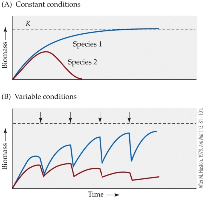 Refer to the figure.   Huston expanded on Hutchinon's work by exploring the outcome of two species in competition under constant versus variable conditions. Which conclusion can be drawn from his theoretical figure? A)  If conditions remain constant through time, both species will eventually reach their carrying capacity. B)  If conditions remain constant through time, neither species will eventually reach their carrying capacity. C)  If conditions vary periodically through time, both species will eventually reach their carrying capacity. D)  If conditions vary periodically through time, neither species will eventually reach their carrying capacity.