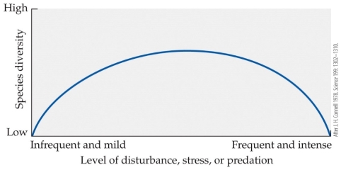 Refer to the figure.   According to this representation of the intermediate disturbance hypothesis, why does diversity decline at more frequent and intense levels of disturbance? A)  Because increasing competition reduces diversity B)  Because mortality disrupts competitive exclusion C)  Because mortality increases with more frequent or intense disturbance D)  Because competitive exclusion increases with more frequent or intense disturbance
