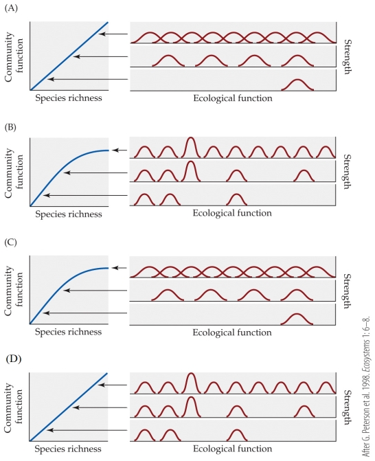 Refer to the figures.   Which combination of figures is correctly paired to illustrate the relationship between species richness and community function, the ecological function of species, and the relative strength of ecological functions of species within the community? A)  Figure A B)  Figure B C)  Figure C D)  Figure D