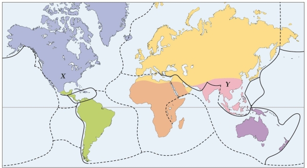 Refer to the figure.   - Which biogeographical region is represented by X? A)  Caribbean B)  Nearctic C)  Palearctic D)  Temperate