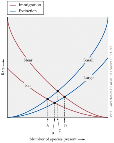 Refer to the figure.   - The equilibrium point for species diversity on a large island near the mainland would be represented by which letter? A)  A B)  B C)  C D)  D