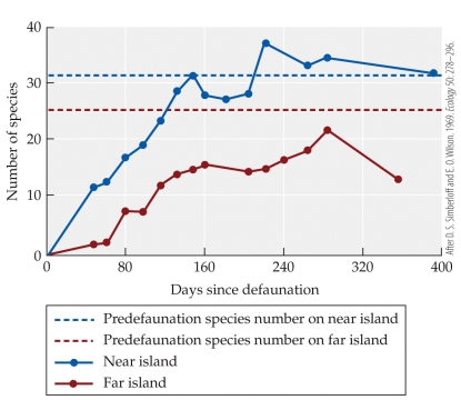 Refer to the figure.   In their classic test of the equilibrium theory of island biogeography, Simberloff & Wilson removed arthropods from a set of small mangrove islands, then tracked the recovery of the arthropod fauna on these islands through time. Which of the following can be inferred from the figure? A)  Prior to the experimental removal of arthropods, species richness was higher on far islands than on near islands. B)  By the end of the experiment, species richness was higher on far islands than on near islands. C)  Near islands recovered their original species richness before far islands did. D)  Species richness was highest on islands that were both larger and closer than the other islands.