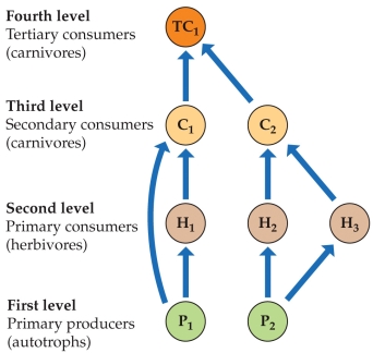 Refer to the figure.   Considering the food web, imagine a circumstance where a new, mutually beneficial relationship develops between H<sub>2</sub> and H<sub>3</sub>, increasing both of their numbers. The effects of this on P<sub>2</sub> and C<sub>2</sub> are best described as A)  a direct negative effect on P<sub>2</sub> and a trophic facilitation effect on C<sub>2</sub><sub>.</sub> B)  an indirect positive effect on P<sub>2</sub> and a direct negative effect on C<sub>2</sub>. C)  a trophic facilitation effect on both C<sub>2</sub> and P<sub>2</sub><sub>.</sub> D)  a direct negative effect on both C<sub>2</sub> and P<sub>2</sub><sub>.</sub>