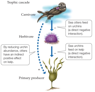 Refer to the figure.   - If another predator were to begin competing with sea otters for the urchins, they would have a(n)  _______ effect on otters and a(n)  _______ effect on urchins. A)  direct negative; direct positive B)  direct negative; direct negative C)  direct negative; indirect negative D)  direct positive; direct negative