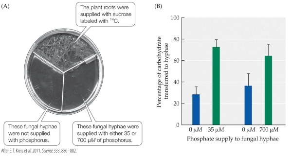 Refer to the figure.    Medicago truncatula, or barrelclover, is a clover-like legume that has a mutualistic association with mycorrhizal fungi. In the experiment illustrated in the figure, fungi in contact with Medicago had access to either no phosphorus, or to either 35 or 700 ?M of phosphorus. According to the figure, how did Medicago alter the amount of carbohydrate it transferred to the fungi in response to the change in fungal phosphorus levels? A)  It increased its transfer of carbohydrate when the fungi contained phosphorus. B)  It decreased its transfer of carbohydrate when the fungi contained phosphorus. C)  It transferred more carbohydrate as the fungal phosphorus levels increased. D)  It ceased its transfer of carbohydrate when fungal phosphorus levels were zero.