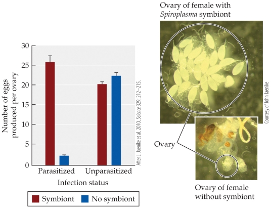 Refer to the figure.   The fruit fly Drosophila neotestacea carries a bacterial symbiont; the fly can also be infected by a nematode worm. The figure shows the number of eggs produced by female flies that are or are not infected by the nematode and that have or do not have the bacterial symbiont. - Assuming that the nematode benefits by being inside the fly, the fly?nematode relationship, when there is no bacterial symbiont, is best described as a(n)  A)  host?parasite relationship. B)  commensalism. C)  amensalism. D)  mutualism.