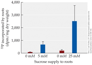 Refer to the figures.      The two figures represent the results of studies on a mutualism between the plant Medicago and its partner, a mycorrhizal fungus. The top figure shows the percentage of carbohydrate transferred from the plant to the fungus, depending on the amount of phosphorus the fungus supplies to the plant. The bottom figure shows the amount of fungal phosphorus incorporated by plant roots, depending on the amount of carbohydrate supplied to the fungus. Given the information in these two figures, does the mutualism appear to be under the control of the plant or the fungus, or do both partners exercise some control?