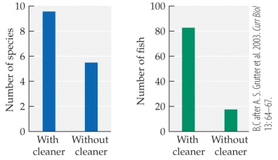 Refer to the figure.   In Grutter's studies in the Great Barrier Reef off of Australia, he measured the number of fish species and the number of individual fish on the parts of the reef where cleaner fish were present (controls)  and where cleaner fish had been removed (experimental) . Based on the figures, what is the best conclusion that can be drawn regarding the effects of cleaner fish on reef fish abundance and diversity? A)  The presence of cleaner fish decreases both fish abundance and diversity. B)  The presence of cleaner fish increases both fish abundance and diversity. C)  The presence of cleaner fish increases fish abundance but decreases diversity. D)  The presence of cleaner fish decreases fish abundance but increases diversity.