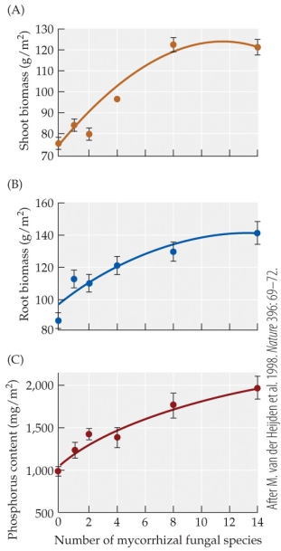 Refer to the figure.   What is the best description of the relationship identified by van der Heijden et al. between the average shoot biomass of the target plants and the number of mycorrhizal fungal species associated with them? A)  When the number of species is small, shoot biomass is also low; as the number of species increases, shoot biomass also increases. B)  When the number of species is small, shoot biomass is low; as the number of species increases, shoot biomass rapidly increases, then begins to level off. C)  When the number of species is small, shoot biomass is low; when the number of species is moderate, shoot biomass is high; when the number of species is high, shoot biomass is low. D)  The number of species has no effect on shoot biomass.