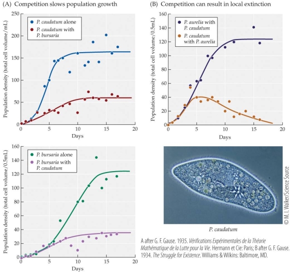Refer to the figure.   Which species (either with or without a competitor)  had a population density at carrying capacity of approximately 38? A)  P. bursaria alone B)  P bursaria with P caudatum C)  P. aurelia with P. caudatum D)  P. caudatum alone