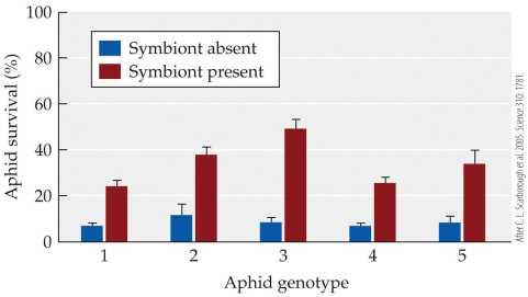 Refer to the figure.   Which aphid genotype with the symbiont present had a survival percentage closest to 35? A)  Aphid genotype 1 B)  Aphid genotype 3 C)  Aphid genotype 4 D)  Aphid genotype 5