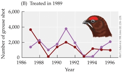 Refer to the figure.       The figure shows results from a study by Hudson and colleagues on red grouse and their nematode parasite. The figures show the cycling of six red grouse populations subjected to three treatments: (A)  two control populations, (B)  two populations treated for nematode parasites in 1989, and (C)  two populations treated for parasites in 1989 and 1993. Each of the six grouse populations is designated by a different color. These results show that removal of the parasite A)  caused host populations to collapse. B)  reduced the fluctuations of the grouse population. C)  increased the fluctuations of the grouse population. D)  halted population cycles in the red grouse.