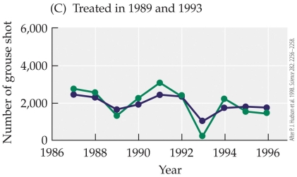 Refer to the figure.       The figure shows results from a study by Hudson and colleagues on red grouse and their nematode parasite. The figures show the cycling of six red grouse populations subjected to three treatments: (A)  two control populations, (B)  two populations treated for nematode parasites in 1989, and (C)  two populations treated for parasites in 1989 and 1993. Each of the six grouse populations is designated by a different color. These results show that removal of the parasite A)  caused host populations to collapse. B)  reduced the fluctuations of the grouse population. C)  increased the fluctuations of the grouse population. D)  halted population cycles in the red grouse.