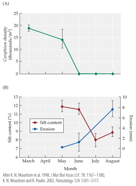 Refer to the figure.   Which of the following statements is true? A)  With the absence of Corophium volutator in May, the percent of silt content was higher than the amount of erosion. B)  With the absence of Corophium volutator in August, the percent of silt content was equal to the amount of erosion. C)  With the absence of Corophium volutator, the percent of silt content and the amount of erosion was unaffected. D)  With the absence of Corophium volutator, the percent of silt content remained the same while the amount of erosion continuously decreased.